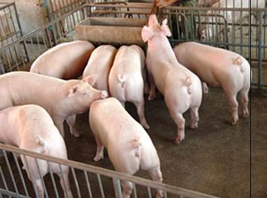 養殖場廢水檢測